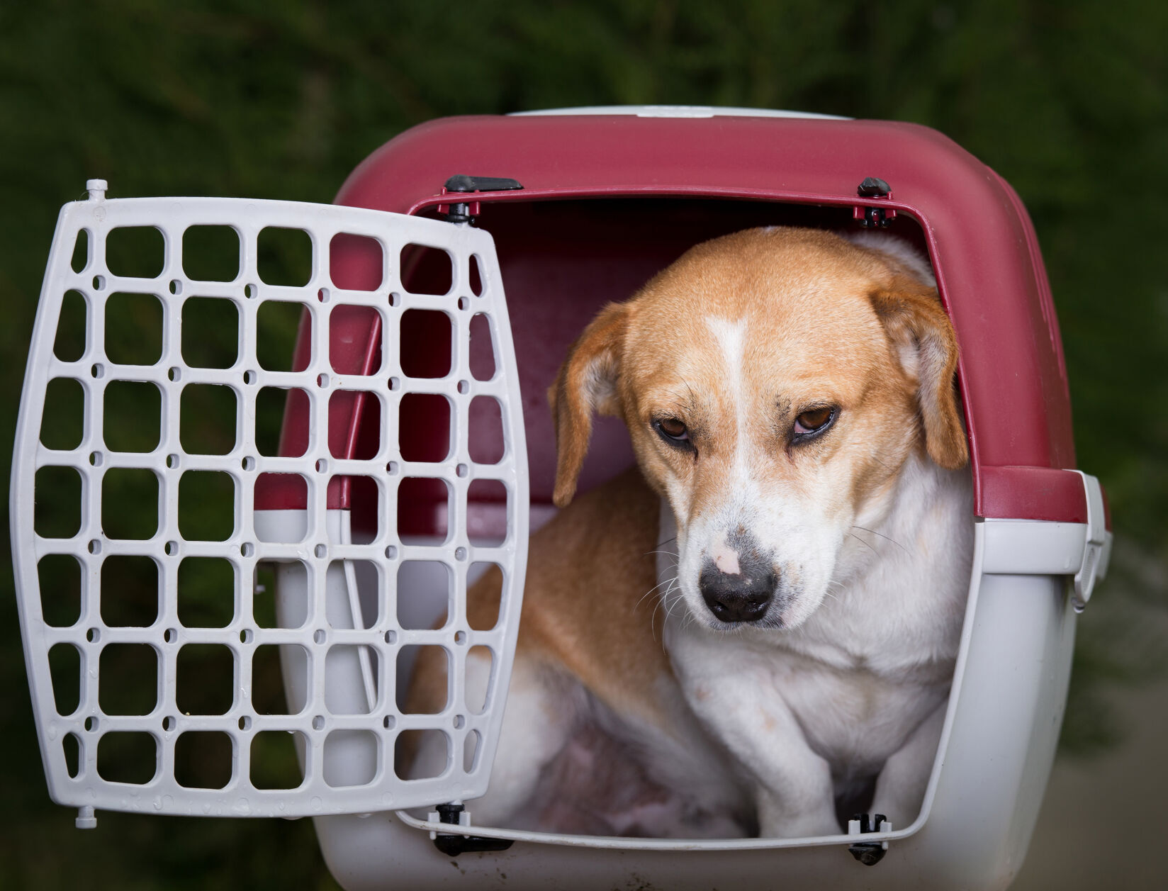 Some of the ways to keep your pets safe during hurricane season is to keep the animal inside if you stay home or bring it along if you evacuate.